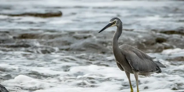 Anne Pappalardo WFH banner