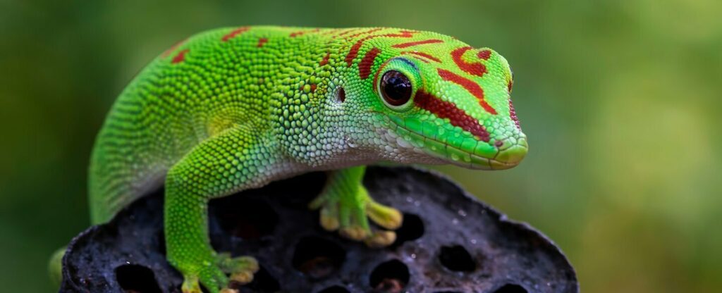 Gecko Totem Path: Staying Flexible and Growing 4 Madagascar Day Gecko Header