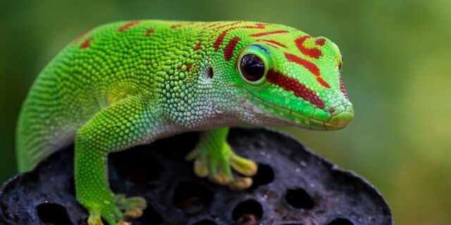 Madagascar Day Gecko Header